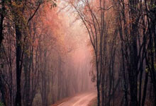 无缘欧冠四分之一决赛，图片报：于帕预计将缺阵周.