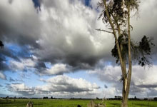 记者：墨西哥老虎考虑-万美元报价马竞前锋科雷亚.